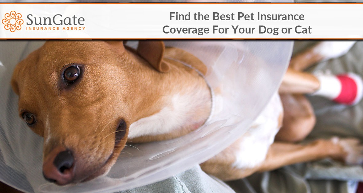 Best Pet Insurance Coverage Orlando FL Lake Mary